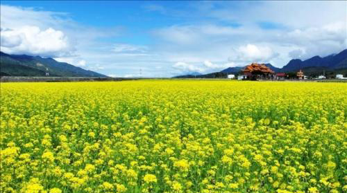 生活在農(nóng)村種植創(chuàng)業(yè) 種什么賺錢呢？