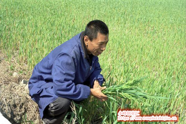 種植戶到底如何才能通過種地賺錢？