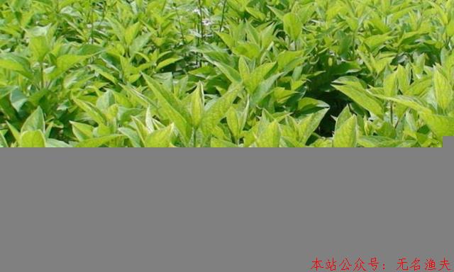 現(xiàn)在什么種植賺錢？種植賺錢就看這里